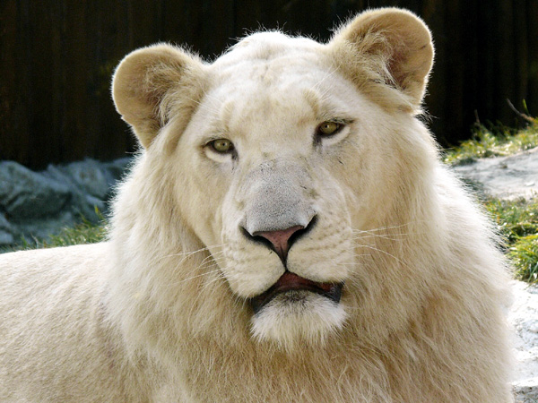 White lions are beautiful but extremely rare in the wild, and are not albino cats.