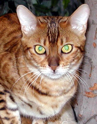 Mandolin Rain is the epitome of powerful, beautiful, muscular Bengal cats!!