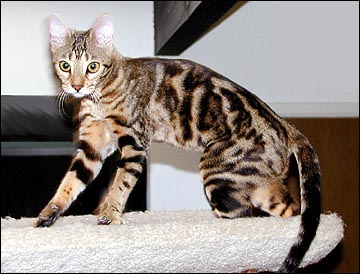 Foothill Felines Manzanita, a double champion in ACFA and spectacular marble Bengal female!