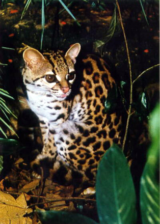 Margay cats are beautiful and wild, and on the small side of the big cats.