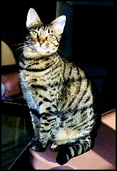 Information on a Bengal Cat | eHow - eHow | How to