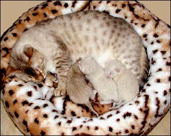 Seal lynxpoint snow mother Marshamelo with 3 spotted snow kittens - 2 are lynxpoint, 1 is a seal mink!