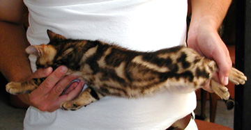 Foothill Felines marble Bengal kitten of top quality!