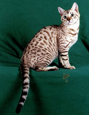 Bengal Cats Color Genetics Of Cats Dilute And Solid Color