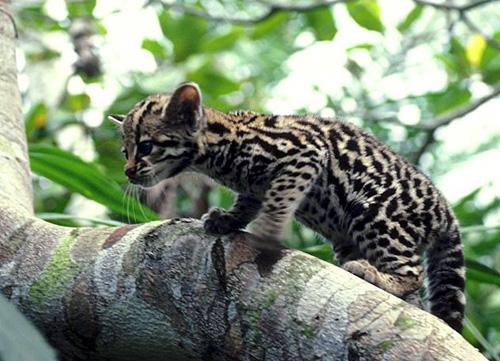 The Ocelot cub climbing on a tree limb