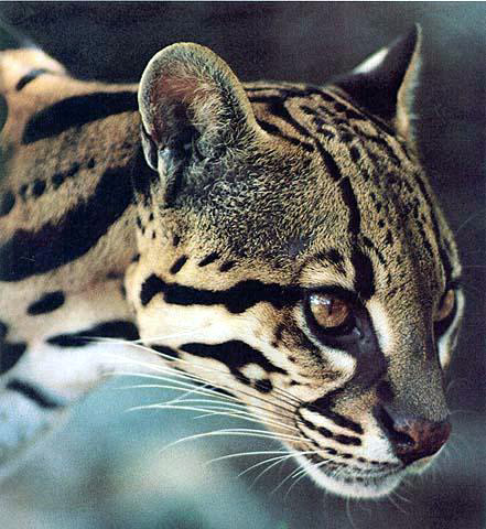 bengal ocelot