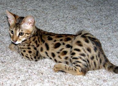 Foothill Felines Patticakes, a high percentage F3 brown spotted
Savannah female. In the Savannah breed, we strive for solid spots.