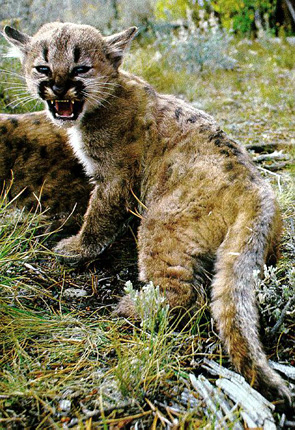 wild cat also called puma