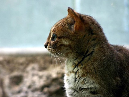 Rusty Spotted Cat in beautiful portrait at HDW's Big Cats!