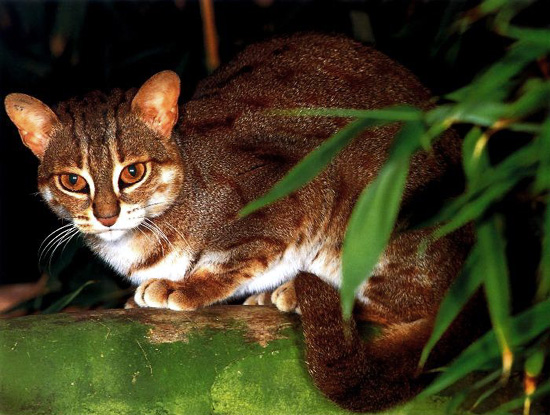 rusty spotted cat breeder