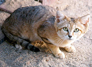 Sand Cat in beautiful portrait at HDW's Big Cats!