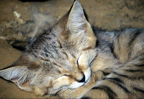 Sand Cat in beautiful portrait at HDW's Big Cats!