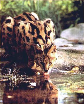 The African Serval is the foundation cat for the new domestic cat breed called Savannahs