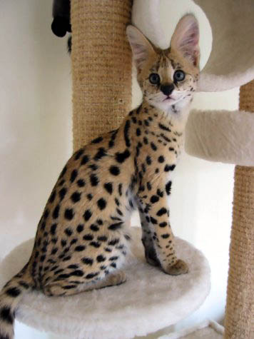 This picture of an African Serval Cat is the epitome of powerful, athletic, muscular small wild cats and is the foundation ancestor cat of the Savannah breed!!