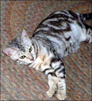 Silver marble female Bengal kitten at 6 months!