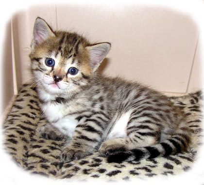Foothill Felines Smarty Spots as a young Savannah kitten