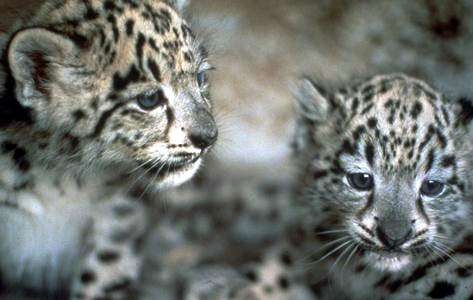 A snow leopard in beautiful portrait at HDW's Big Cats!