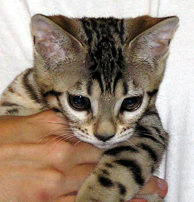 Bengal Kitten from Foothill Felines - this is our Teacup as a young kitten!