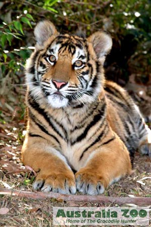 Bengal Tigers and Indian Tigers are beautiful but losing their natural habitat rapidly in the wild and need our conservation help.