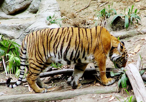 Malayan Tigers were originally thought to be the same subspecies as Corbett or Indochinese Tigers; they are beautiful but are virtually extinct in the wild and desperately need our conservation support and help.