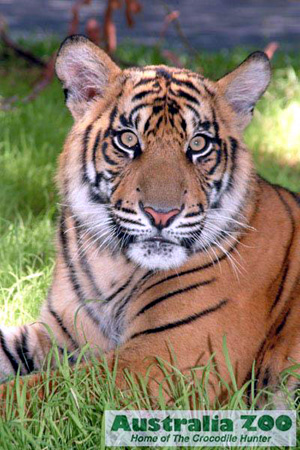 The Sumatran Tigers are beautiful but are virtually extinct in the wild and desperately need our conservation support and help.