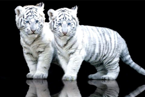 The White Tigers are beautiful but are virtually extinct in the wild and desperately need our conservation support and help.