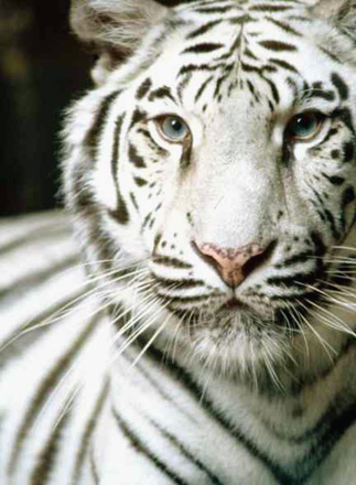 The White Tigers are beautiful but are virtually extinct in the wild and desperately need our conservation support and help.