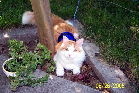 Happy Kitten Modeling Blue Cat Walking Jacket Special Harness for Leash Training Your Kitty!