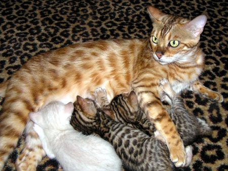 can cats get pregnant by multiple males