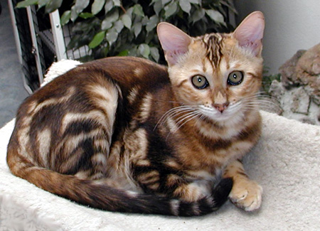 One of Vida Mia's gorgeous marble Bengal males, at 3 months old!