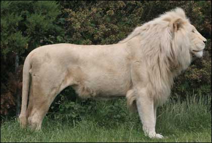 White lions are beautiful but extremely rare in the wild, and are not albino cats.